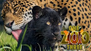 Black Jaguar Cub Inka Gets Stuck Into a Big Pile of Leaves | One Zoo Three