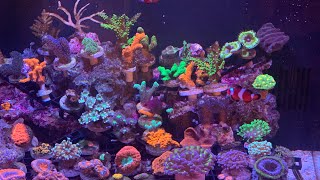 Saltwater Fish Aquarium