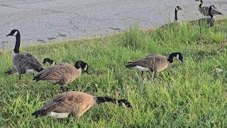 Geese & More Geese! #geese #canadageese #goose #canadagoose #birds #video #shortvideo #videoshort