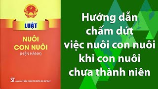 Hướng dẫn chấm dứt việc nuôi con nuôi khi con nuôi chưa thành niên