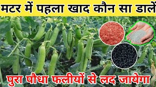 मटर की फसल में पहला खाद कब और कौनसा डालें || Matarkikheti || Peafarming || Matar Me Konsa Khad Dalen