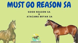 MUST GO REASON SA! UM DOS MELHORES REPRODUTORES DO NORDESTE