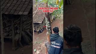 #shorts tebang pohon alpukat mati#gergajimesin#newwest588#tebangalpukat