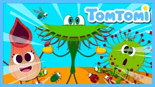 Plantas Carnívoras🪰🌱 | Canciones Infantiles | TOMTOMI en español