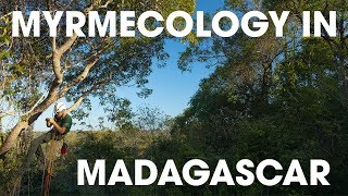 Ants in Madagascar! | Ants & Canopy Bootcamp 2019