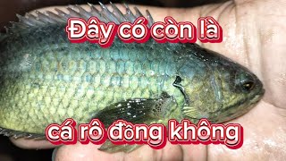 Mùa Nước Lũ Miền Tây ( Tập 4 ) cá rô mùa lũ