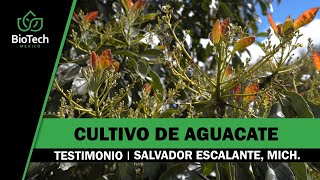 ¿Cómo mejorar tu huerta de aguacate desde la raiz? - Testimonio Biotech