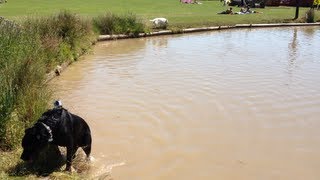 Kimbo and Spirit Swimming Again