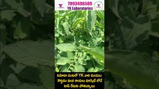 #TomatoCrop #టమోటా పంటలో YK వారి మందులు కొట్టడం వలన కాయలు మార్కెట్ లోనే  టాప్ రేటుకు పోతున్నాయి