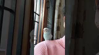 Sleeping Budgie | Budgie Lover | Parakeets | Australian Birds | Pets