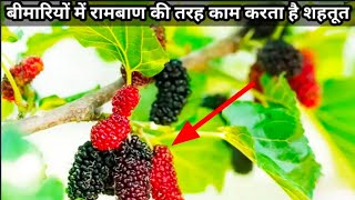 शहतूत खाने के फायदे और नुकसान . Shahtoot khane ke Fayde .Mulberry health Benefits and Side Effects.