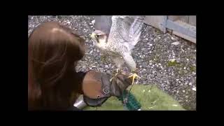 sally the lanner falcon