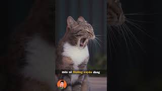 Nguyên nhân và cách giải quyết khi mèo có mùi hôi #shorts #pets #tuitienpet #cats #cat