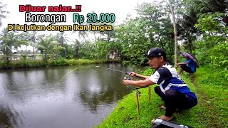 Bener-bener gak rugi borongan Rp 20.000//ikannya banyak sampai dapat jackpot ikan patin hitam