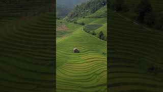 Sapa Terraced Fields in Ripe Rice Season