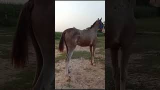 Horse For Sale