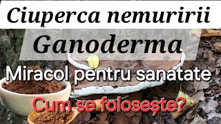 Ganoderma - Ciuperca ce vindeca întreg organismul / Remediu puternic