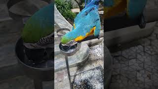 Cho bé vẹt nam mỹ uống nước #her #viral #birds #shorts