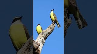 Great kiskadee Sounds:Most Beautiful Birds in Nature#shorts  #birds #birdsounds #bird #beautiful