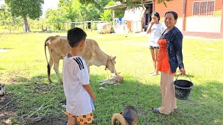 เฝ้าน้องวัว." ดีใจกับยายมา ที่ได้สมาชิกใหม่เพิ่มอิกหนึ่งตัว🐄🐂🐃.27/9/2024