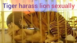 Tigers Abuse Lions Sexually (Big Mistake)