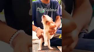 cute dog video #subscribe