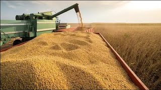 Soybean Production in America: How American Farmers Produce 135 Tons - American Farming