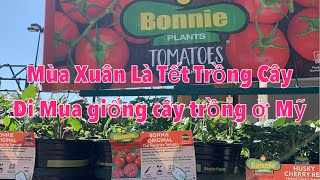 MÙA XUÂN LÀ TẾT TRỒNG CÂY, ĐI MUA GIỐNG CÂY TRỒNG Ở MỸ