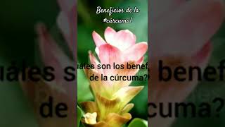 Cuáles son los beneficios de la #cúrcuma? #tratamientonatural #beneficiosparalasalud