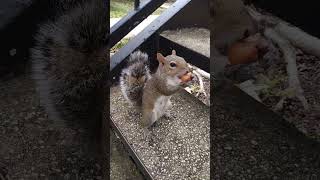 I like this video 😊🤗. 🐿️👍🛎️😃❤#mysquirrelsonthebalcony #melgsbackyardsquirreling #animals #cute.