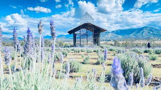 Kooroomba Vineyards and Lavender Farm