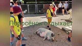 Кормление  домашних животных в зоопарке.