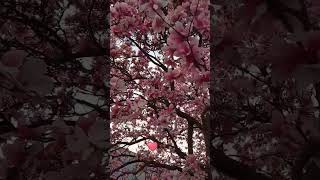 Magnolia tree and flowers #fypシ #springtime #springflowers