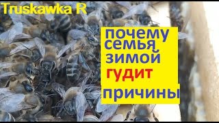 #Пчёлы. Загули. Прослушка пчёл, для выявления проблемной зимовки на ранней стадии. #TruskawkaR