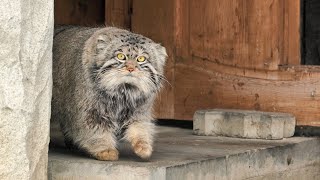 Timofey the Pallas's cat hunting