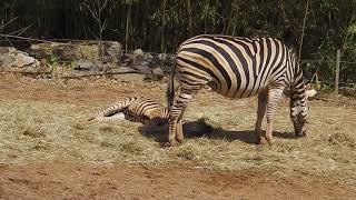 Zoo Osnabrück: Sumatra Tiger Argo und Diana- Eulen - Hybrid Bär - Zebras