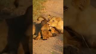 Cub playing with lioness