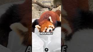 Red Panda | The Cutest Animal On Earth😍