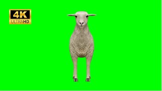 sheep green screen 🐑 green screen video 🐑 2023 4k 🐑#6