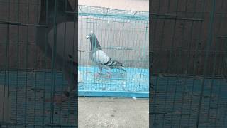 Blue Bar Racing Pigeon! Extreme Long Distance! #shorts