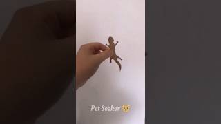 Lizard 🦎 prank with cats 😂🤣 #cat #catvideo #cattiktok #kitten #catshorts #cutecat