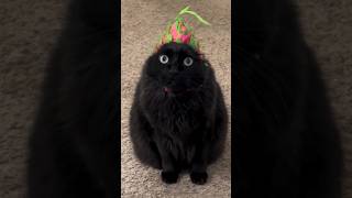 CATS FUNNY CUTE VIDEOS 🐾412