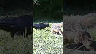 Crow pecks squirrel's backside to get it out of the water dish