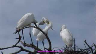 231 Nesting and breeding birds, Comitan, Chiapas,  Mexico