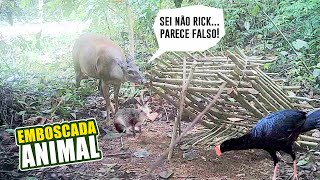 OS ANIMAIS SENTEM QUANDO É PERIGO?