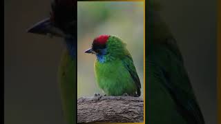 Blue-throated barbet|Birds Sounds | Birds Song | Birds Singing#shorts #birds #bird #nature #short