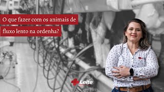 O que fazer com os animais de fluxo lento na ordenha?