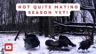 Tom Turkey Bullies the Birds & Struts His Stuff | Trail Cam Videos