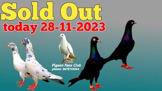 Aj Sare Kabootar Sold Out Kar Diye | Next Time Dusre Kabootar Ayenge New | Contect No. 9675115944