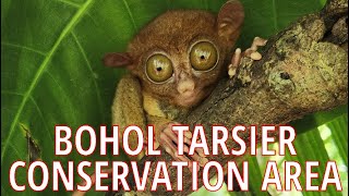 Tarsier Conservation Area - Bohol, Philippines